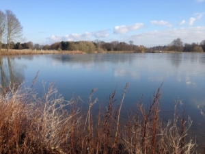 Longhorn Lake at Thoresby Hall Estate